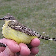 Yellow Wagtail